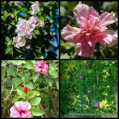 Hibiscus Double Pale Pink x 1 Rose of Sharon Deciduous Plants Shrubs Trumpet Flowering syriacus Althea Cottage Garden Shrubs