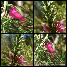 Eremophila Wildberry x 1 Plant Emu Bush Poverty Native Pink Flowering Hardy Shrubs Rockery Border Hedging Hedge Plants alternifolia x maculata