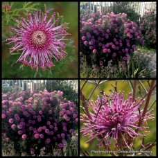 Pink Rose Coneflower 1 Plants Isopogon formosus Native Shrubs