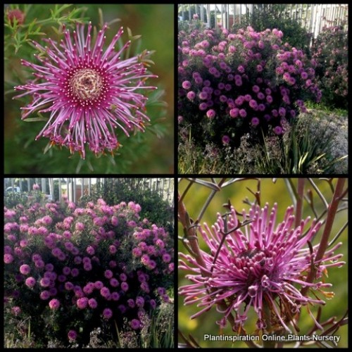 Rose Coneflower x 1 Plant Isopogon Native Erect Shrubs Pink Mauve Flowering Hardy Bush Plants Hedge Hedging Rockery Cottage Garden Border formosus