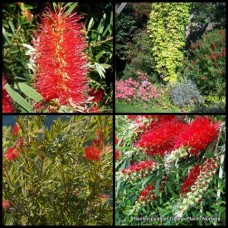 Bottlebrush Wildfire x 1 Plants Dwarf Deep Red Flowering Native Shrubs Bottle Brush Callistemon viminalis Bird Attracting Small trees