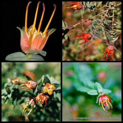 Darwinia citriodora Prostrate Plants Lemon Scented Myrtle