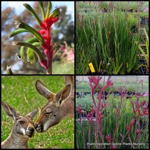 Kangaroo Paw Triple Treat Anigozanthos x hybrid Evergreen Plants Flowers Hardy