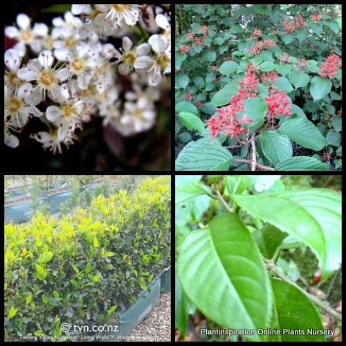 Viburnum Sweet x 1 Plants Fragrant White Pink Flowering Hedging Screening Plants Evergreen Flowers Trees Shrubs odoratissimum