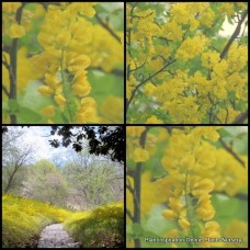 Forsythia Beatrix Farrand x 1 Plant Gold Flowering Hedging Topiary Shrubs Deciduous Garden Drought Frost intermedia