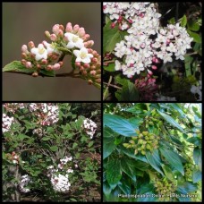 Viburnum Burkwood x 1 Fragrant Pink White Flowers Hedge Screening Plants Flowering Border Hedging Cottage Garden Shrubs burkwoodii