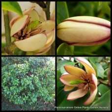Magnolia Lady Of The Night 1 Plants Hedging Michelia figo