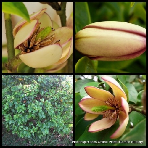 Magnolia Lady Of The Night 1 Plants Hedging Michelia figo Magnolia Lady Of The Night 1 Plants Hedging Michelia figo