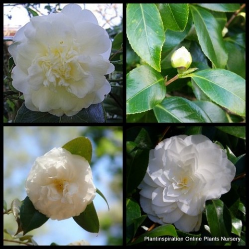 Camellia Elegans Champagne x 1 Plants Shade Garden Double White Pale Yellow flowering Flowers Hedge Screen Frost Hardy Shrubs japonica