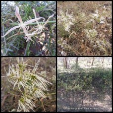 Old Man's Beard 1 Plants Vines Climbing Groundcover Clematis microphylla