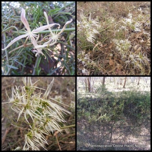 Old Man's Beard 1 Plants Vines Climbing Groundcover Clematis microphylla Old Man's Beard 1 Plants Vines Climbing Groundcover Clematis microphylla