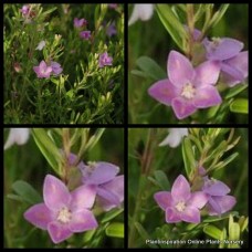 Crowea Poorinda Ecstasy 1 Plants Waxflower Native Shrubs exalata