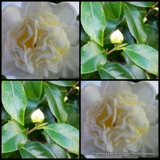 Camellia White Waratah x 1 Plant Shade Cream White Anemone Flowering Frost Hardy Cottage Garden Shrubs Trees japonica