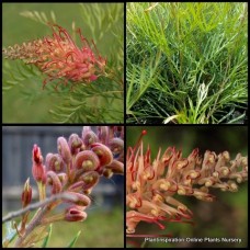 Grevillea Coconut Ice x 1 Plant Australian Native Shrub Hedge Screen Pink Cream Flowering Garden Hardy Drought Frost Bird Attracting bipinnatifida x banksii