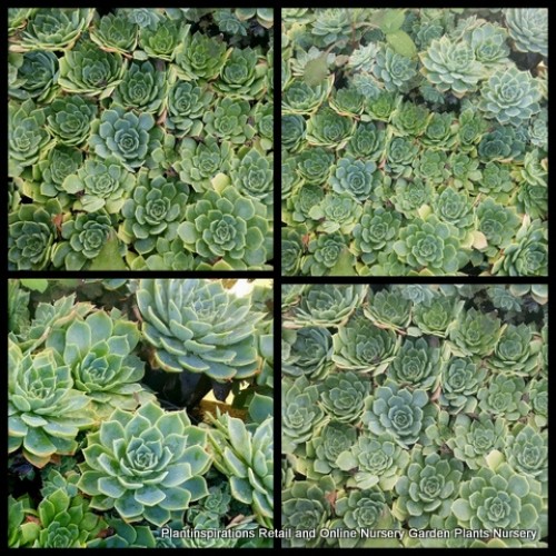 Echeveria glauca x 1 Plant in Pot Succulent Hardy Grey Silver Groundcover Succulents Pot Rockery Hanging Basket Patio Balcony Sunny indoor etc.