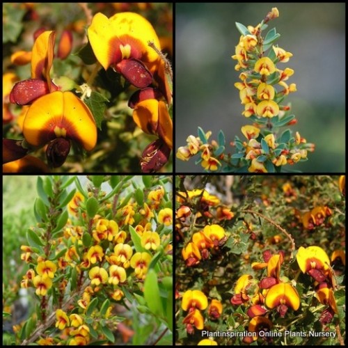 Egg and Bacon Plants x 1 Dwarf  Eutaxia obovata nana Hardy Native Plants Shrubs Flowers Bush Pea Red Yellow Orange Flowering