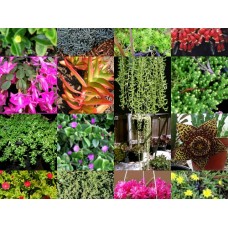 Hanging Basket Succulent Cuttings x 20 Different Types No Pots Drought Hardy Cascading Plants Succulents for Border Rockery Patio Balcony Sunny Indoor Garden