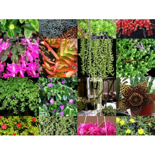 Hanging Basket Succulent Cuttings x 20 Different Types No Pots Drought Hardy Cascading Plants Succulents for Border Rockery Patio Balcony Sunny Indoor Garden