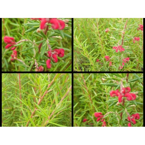 Grevillea Chetwynd x 1 Red Native Garden Plants Shrubs Bush Flowering Hedge Hardy Drought Frost Bird Attracting lavandulacea