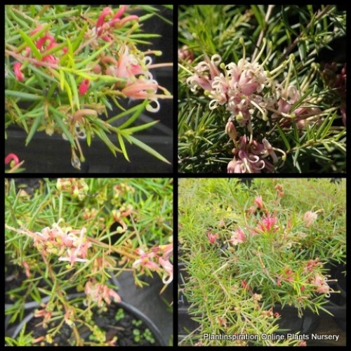 Grevillea Pink Lady x 1 Plants Hardy Native Garden Shrubs Bush Groundcover Pale Flowering Drought Frost Bird Attracting juniperina