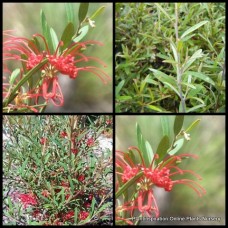 Grevillea x 1 Poorinda Firebird  Plants Red Flowering Native Garden Shrubs. Hardy Border Hedge Screen Screening Bush speciosa x oleoides Rockery rock