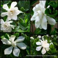 Gardenia Four Seasons x 1 Plant Fragrant Scented White Flowering Shade Shrubs Plants Hedge Cottage Garden Pots Evergreen Hardy augusta