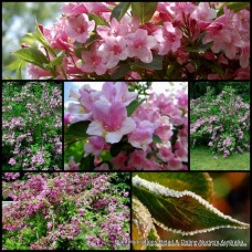 Weigela Rosea x 1 Plant Rose Pink Flowering Cottage Garden Shrubs Deciduous Drought Frost Hardy Wiegela florida