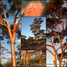 Eucalyptus Salmon Gum x 1 Plants Majestic Native Trees Smooth Bark salmonophloia