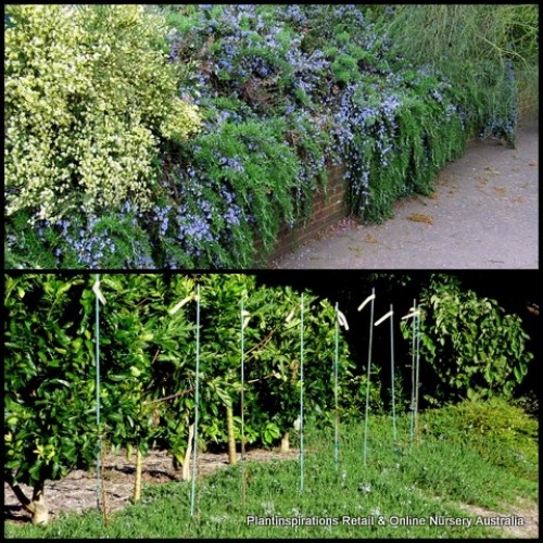 Rosemary Blue Lagoon x 1 Plants Herbs Scented Cottage Garden Groundcover Flowering Plants Shrubs Hedge Border Rockery Edible Hardy Drought Frost Rosmarinus officinalis