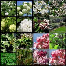 Viburnum Mixed x 7 Plants 3-4 Types Hedge Hedging Screen Screening White Scented Flowering Shrubs Topiary Garden Flowers Border Cottage