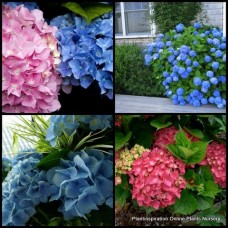 Hydrangea Mathilda Gutges x 1 Plant Mophead Large Blue Pink Flowering Cottage Garden Plants Shade Shrubs macrophylla 