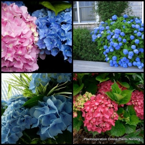 Hydrangea Mathilda Gutges x 1 Plant Mophead Large Blue Pink Flowering Cottage Garden Plants Shade Shrubs macrophylla 