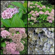 Hydrangea Ayesha x 1 Plant Mophead Hardy Cottage Garden Shrubs Large Flowers Flowering Border Patio Balcony Plants Hortensia macrophylla