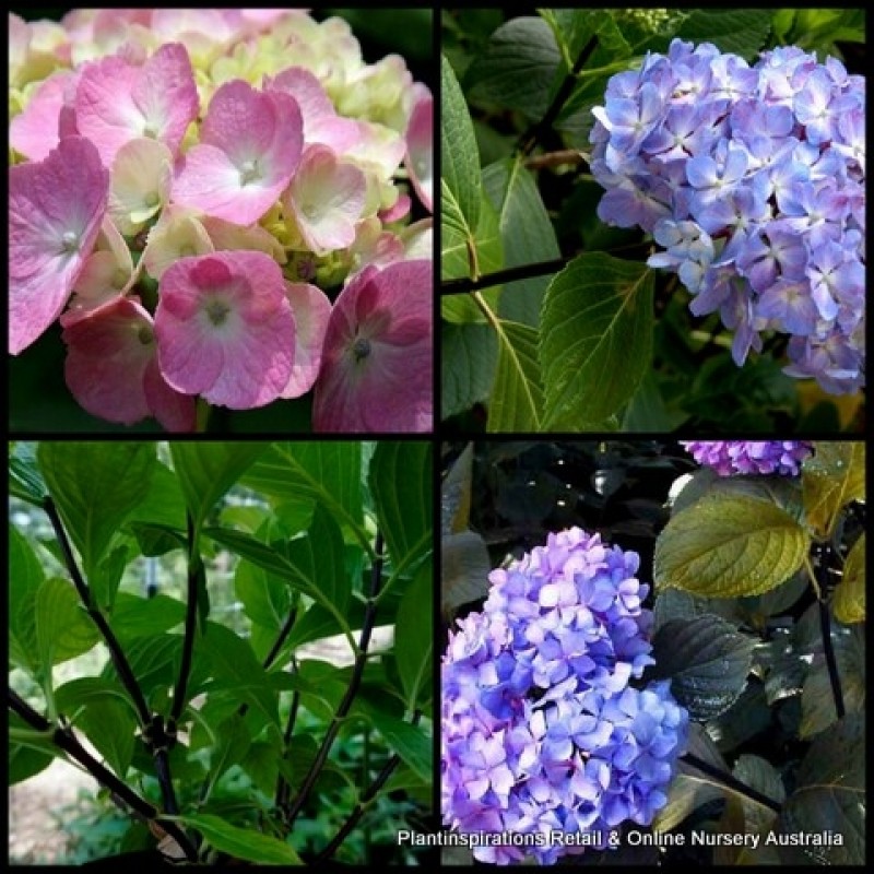 Image of Black stem hydrangea bush in autumn