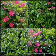 Escallonia Red Knight x 1 Plant Hardy Hedge Plants Shrubs Bushes Cottage Garden Flowers Pots Evergreen langleyensis