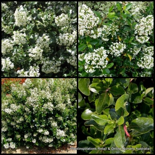 Escallonia Iveyi x 1 Plant Evergreen Tall Shrubs Plants White Flowering Hedge Border Cottage Garden Pots Bird Attracting Hardy Frost Hedging bifida x exoniensis