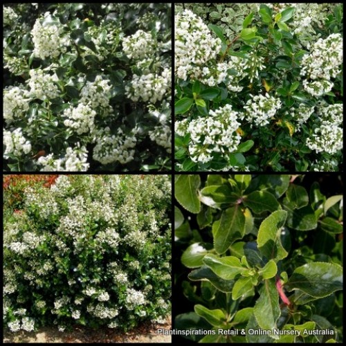 Escallonia Iveyi x 1 Plants Evergreen Tall Shrubs White Flowering Hedge Border Cottage Garden Pots Bird Attracting Hardy Frost Hedging bifida x exoniensis