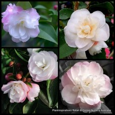 Camellia Cinnamon Cindy 1 Cottage Garden Plants Pink tinged White Fragrant Peony Flowers japonica x lutchuensis Shade Garden