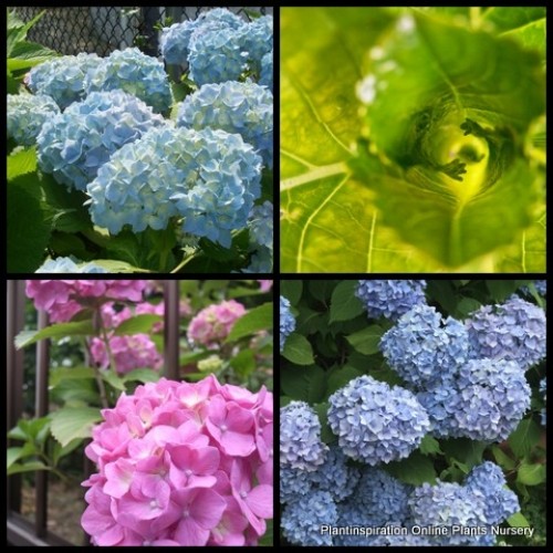 Hydrangea Mousseline 1 Plants Mophead Pale Pink Blue Flowering Shrubs Hydrangea Mousseline 1 Plants Mophead Pale Pink Blue Flowering Shrubs