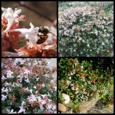 Abelia Dwarf x 1 Plants Hardy Glossy Leaved Shrubs White Pink Flowering Hedge Screening Hedging Border Topiary Bonsai Flowers grandiflora nana