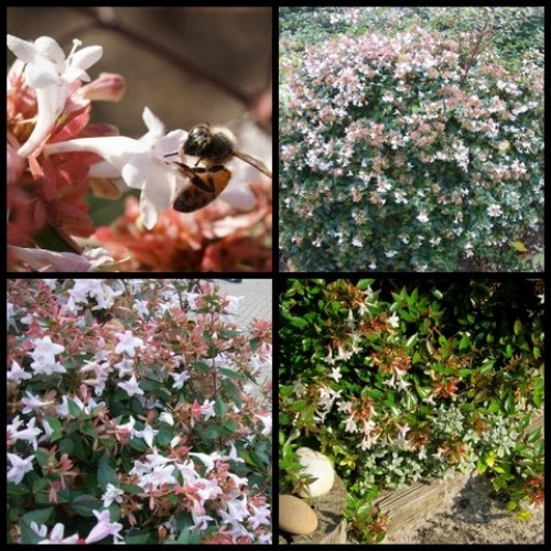 Abelia grandiflora x 1 Plant FAST Hardy Glossy Shrubs Plants White Pink Flowering Hedge Screen Screening Hedging Border Topiary Bonsai Flowers