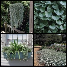 Dichondra repens x 1 Emerald Falls Hanging basket Cascading Groundcover Plants Evergreen Foliage Hardy argentea Rockery Pots Drought Frost 