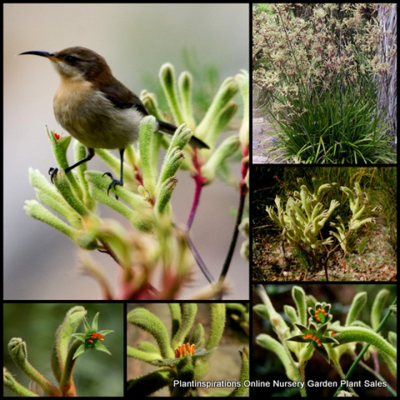 Kangaroo Paw Green Boomer x 1 Plants Australian Native Shrubs Flowering