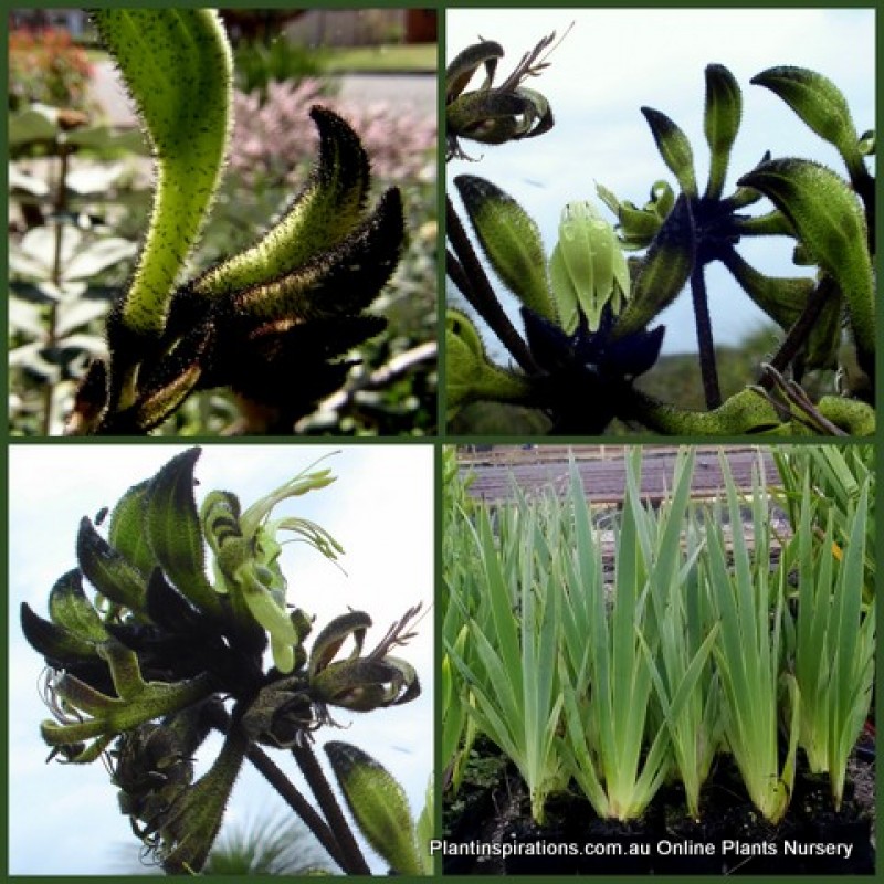 Black Kangaroo Paw X 6 Native Garden Plants Drought Hardy