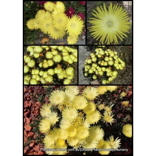 Pigface Light/Pale Yellow/Lemon x 1 Hardy Succulent flowering Groundcover Plants Pig Face Succulents lampranthus glaucus mesembryanthemum Hanging Basket Shrubs 