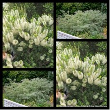 Melaleuca Sea Mist 1 White/Cream flowering Shrubs incana Grey Honey Myrtle