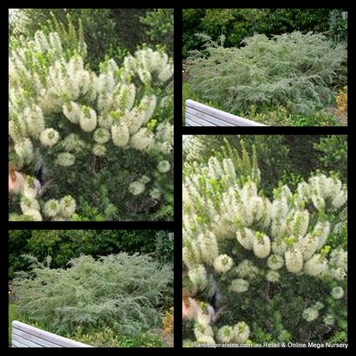 Melaleuca Sea Mist 1 White/Cream flowering Shrubs incana Grey Honey Myrtle