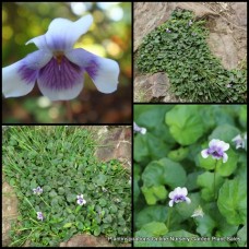 Native Violet x 1 Plants Fragrant Groundcover Cottage Garden Plants Scented Flowers Border Rockery Viola hederacea