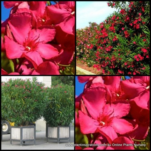 Oleander Doctor Dr Golfin x 1 Plants Red/Deep pink Flowering shrubs Garden flowers Hardy Nerium Splendens Drought Frost Wind resistant 