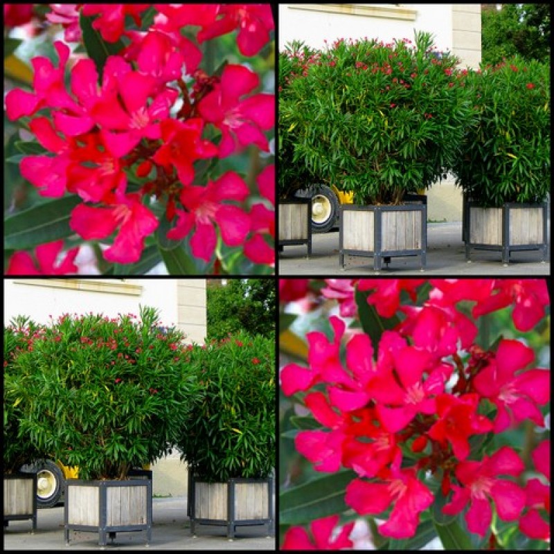 Monrovia Plants And Shrubs Monrovia Garden Center